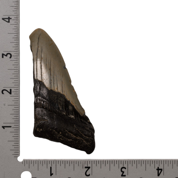 Real Megalodon Tooth - Half