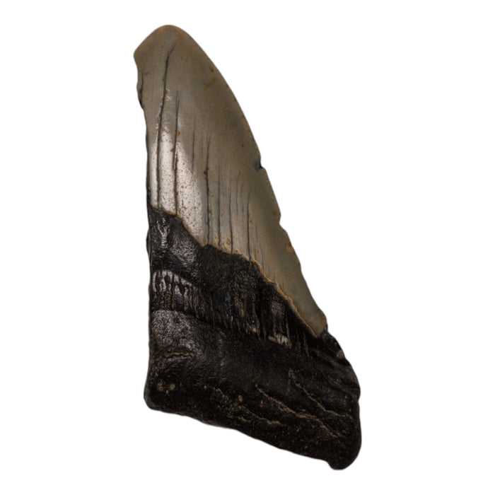 Real Megalodon Tooth - Half