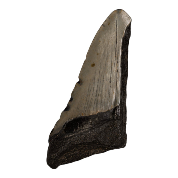 Real Megalodon Tooth - Half