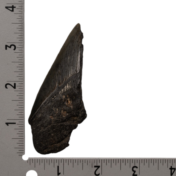 Real Megalodon Tooth - Half