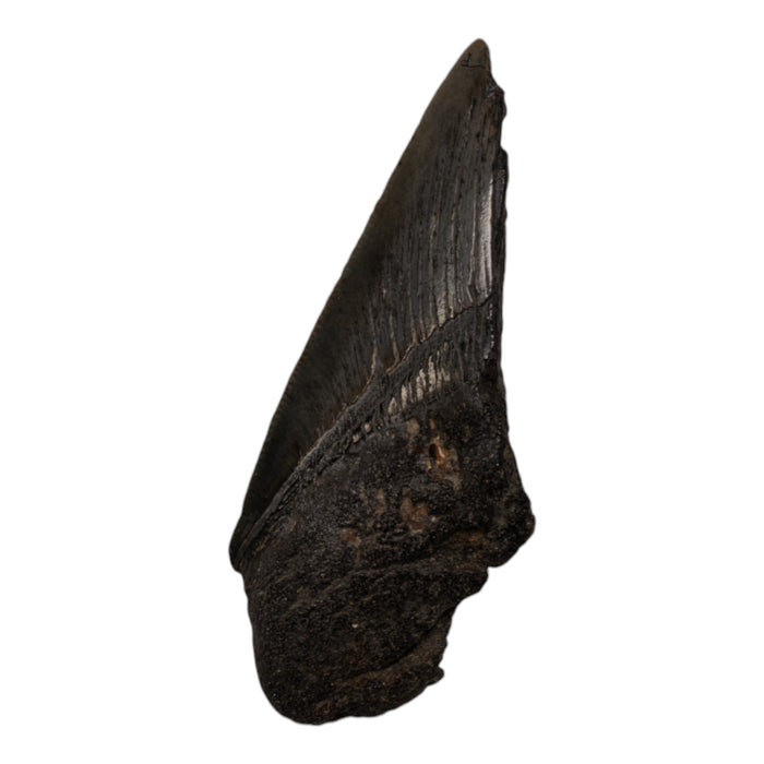 Real Megalodon Tooth - Half