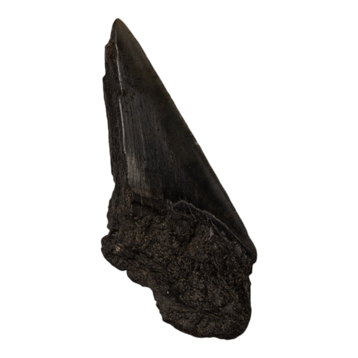 Real Megalodon Tooth - Half