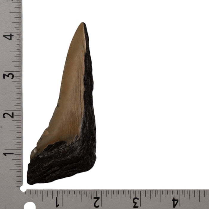 Real Megalodon Tooth - Half