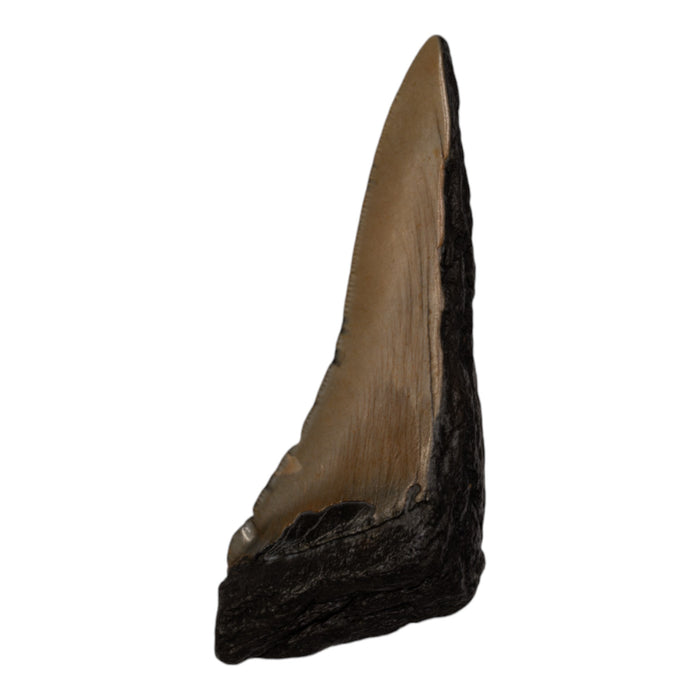 Real Megalodon Tooth - Half