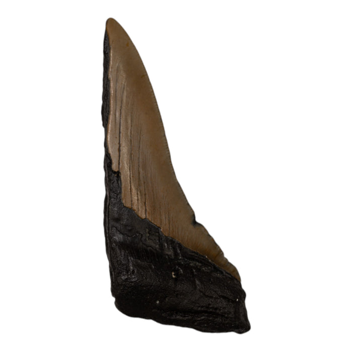 Real Megalodon Tooth - Half