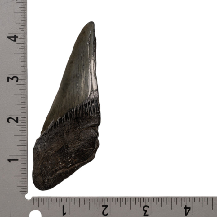 Real Megalodon Tooth - Half