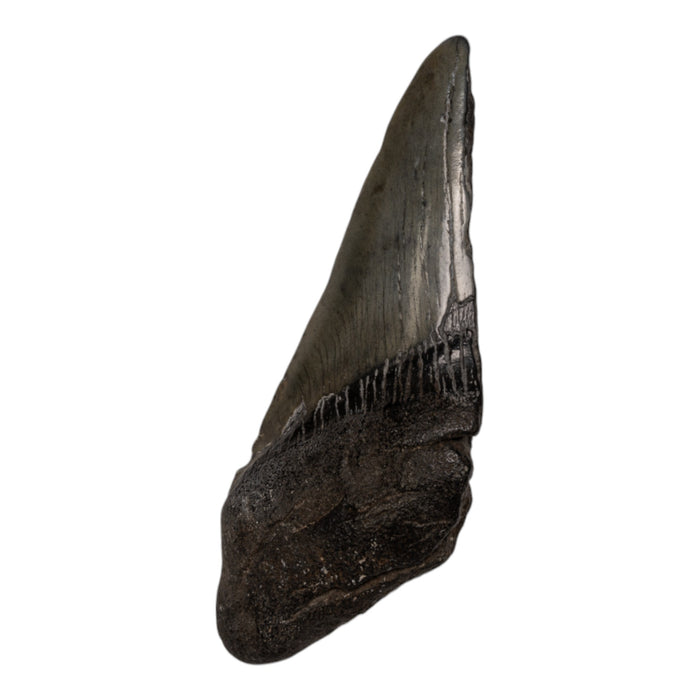 Real Megalodon Tooth - Half