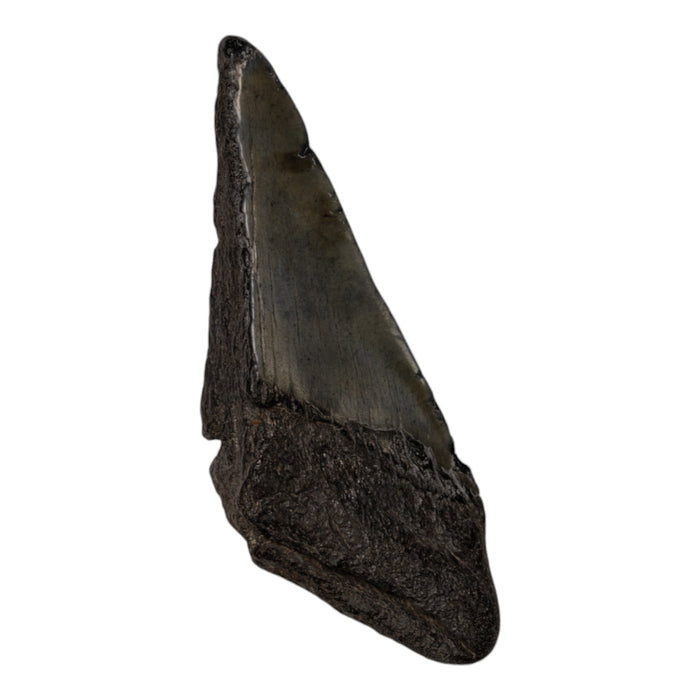 Real Megalodon Tooth - Half