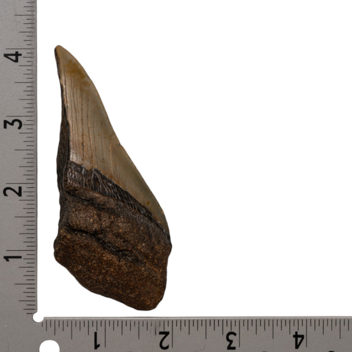 Real Megalodon Tooth - Half