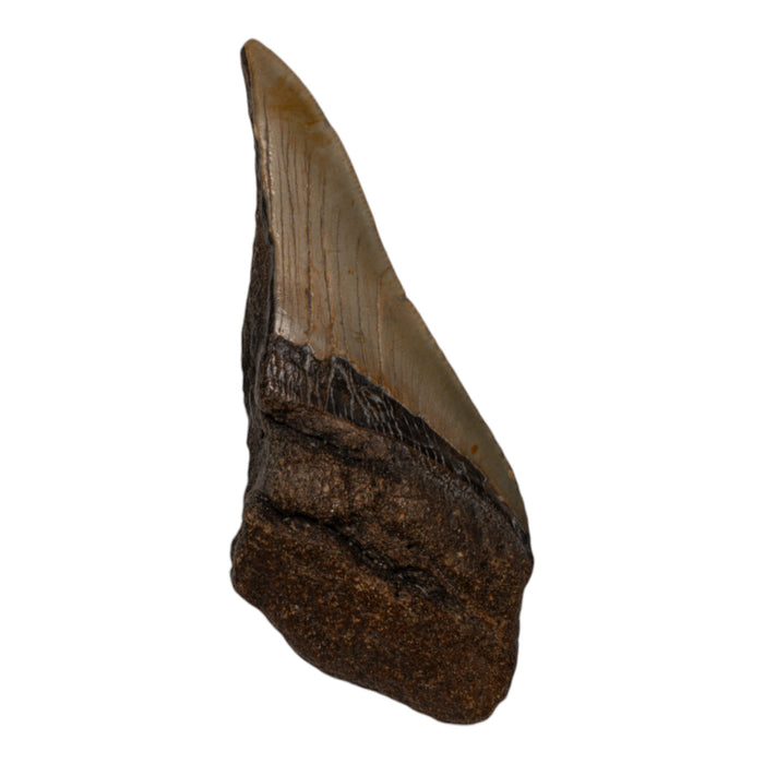 Real Megalodon Tooth - Half