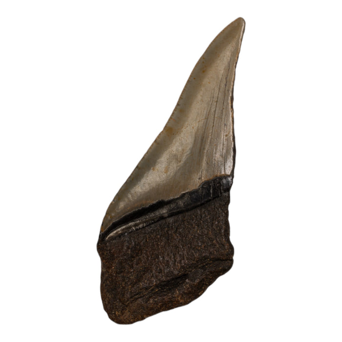 Real Megalodon Tooth - Half