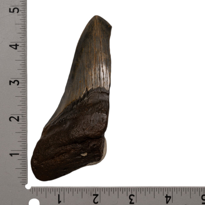 Real Megalodon Tooth - Half