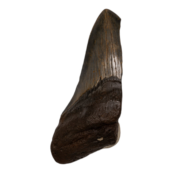 Real Megalodon Tooth - Half