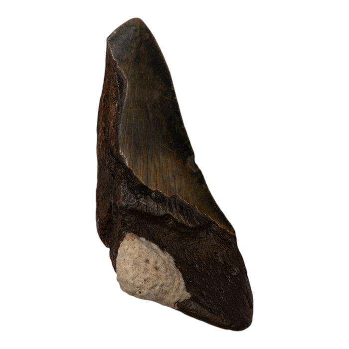 Real Megalodon Tooth - Half