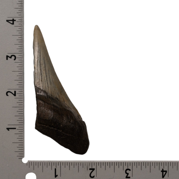 Real Megalodon Tooth - Half