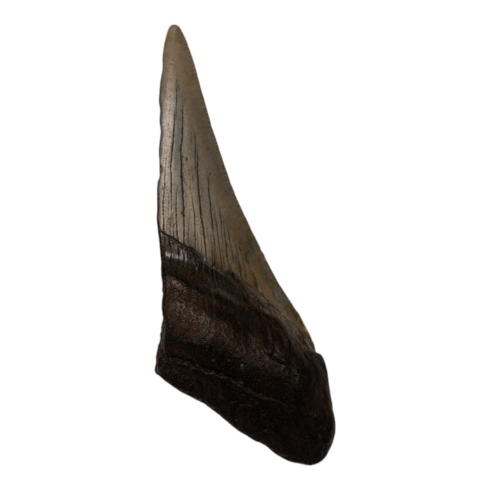 Real Megalodon Tooth - Half