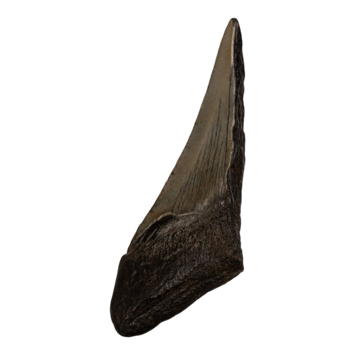 Real Megalodon Tooth - Half