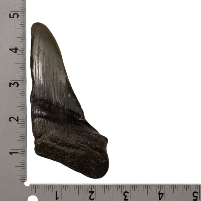 Real Megalodon Tooth - Half