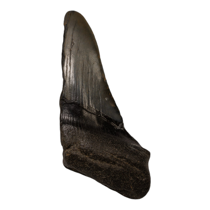 Real Megalodon Tooth - Half