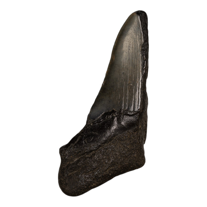 Real Megalodon Tooth - Half