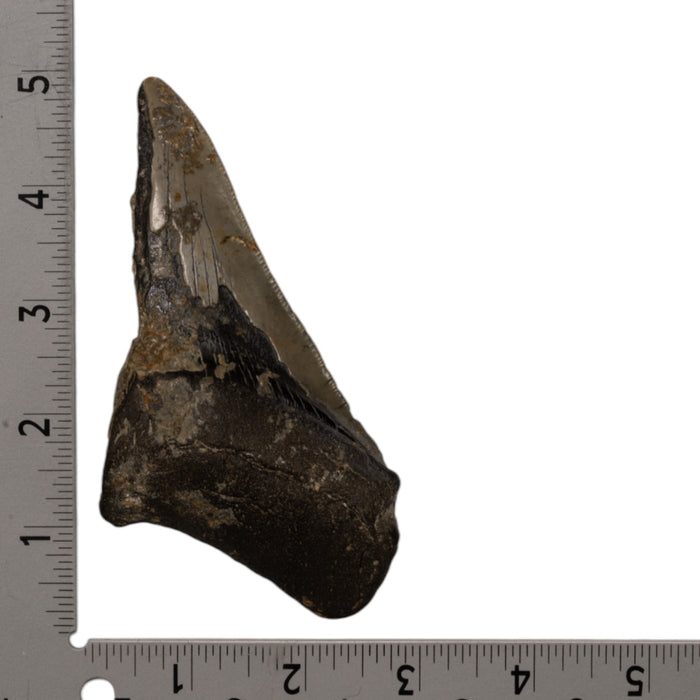 Real Megalodon Tooth - Half