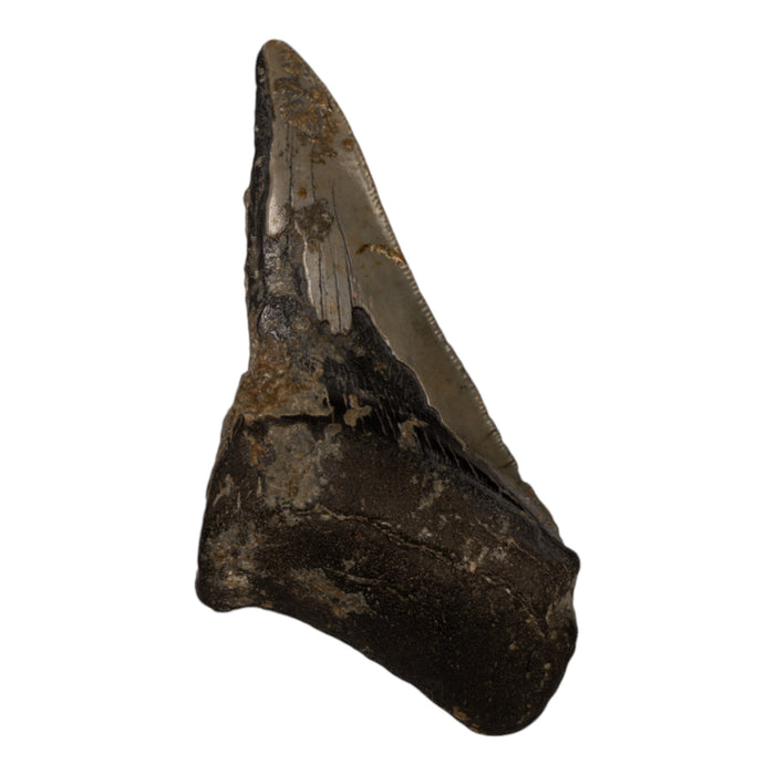 Real Megalodon Tooth - Half