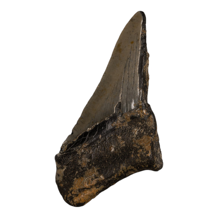 Real Megalodon Tooth - Half