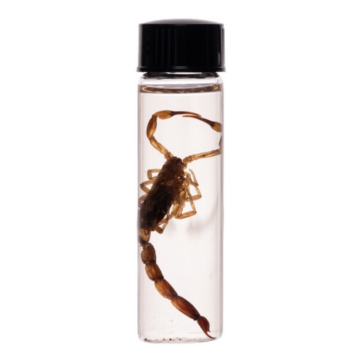 Real Wet Specimen in Alcohol - Scorpion