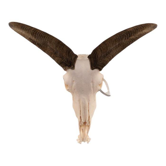 Real Aoudad Skull with Mandible