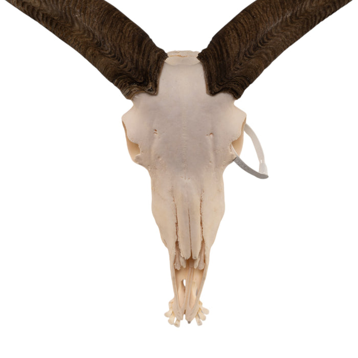 Real Aoudad Skull with Mandible