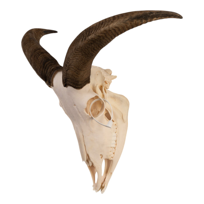 Real Aoudad Skull with Mandible