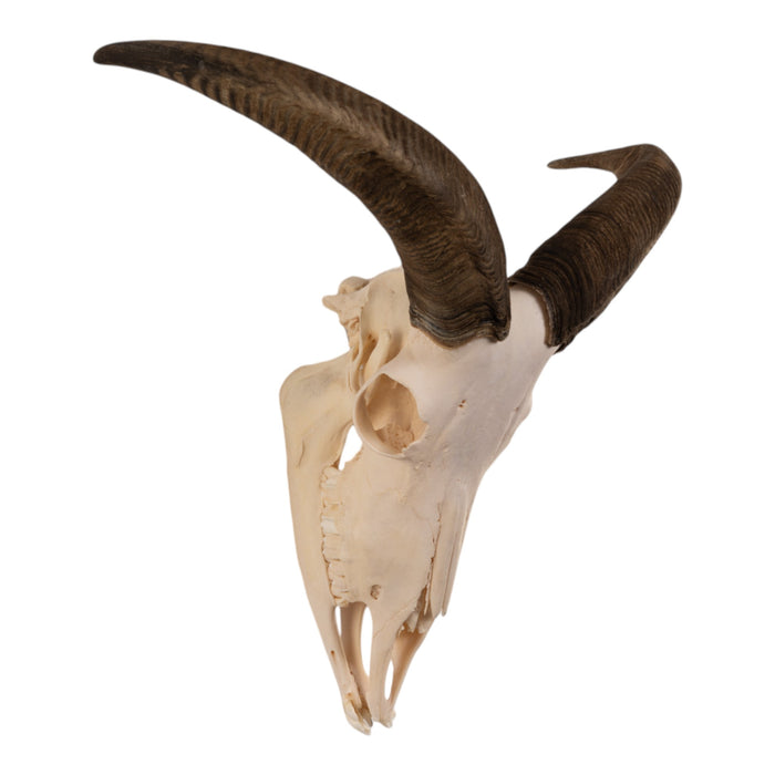 Real Aoudad Skull with Mandible