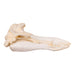 Replica Hubb's Beaked Whale Skull