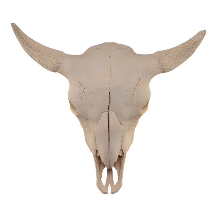 Real Bison Skull without Horns