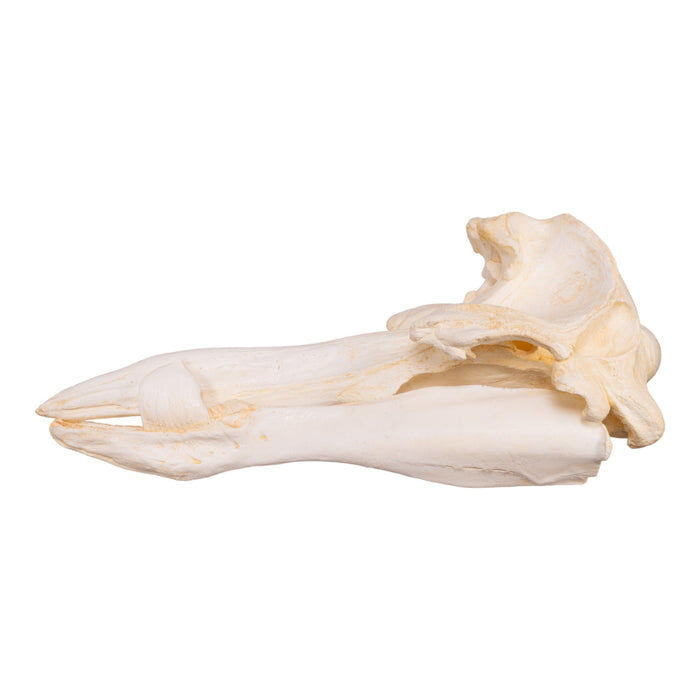 Replica Hubb's Beaked Whale Skull