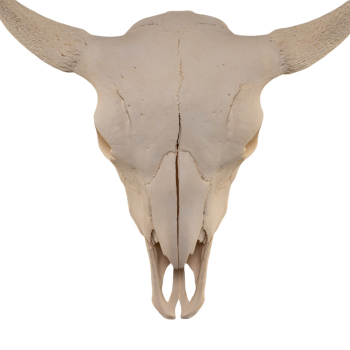 Real Bison Skull without Horns