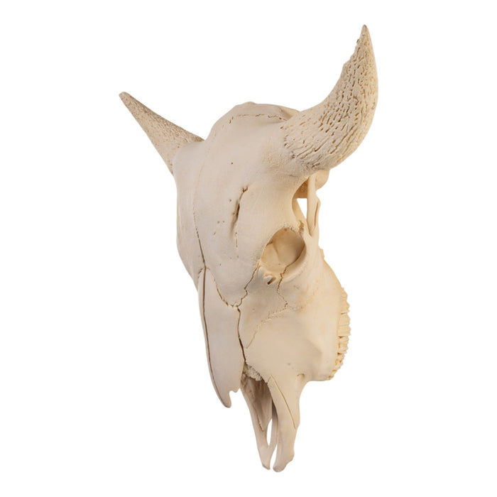 Real Bison Skull without Horns