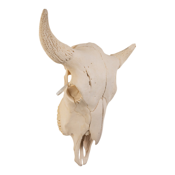 Real Bison Skull without Horns