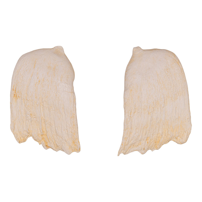 Replica Hubb's Beaked Whale Teeth - Pair