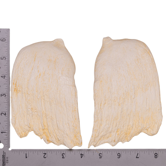 Replica Hubb's Beaked Whale Teeth - Pair