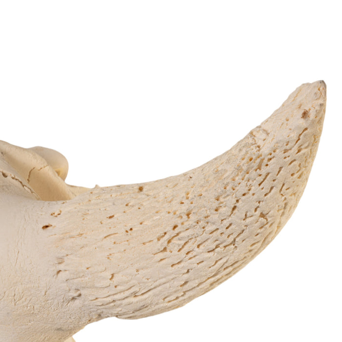 Real Bison Skull without Horns