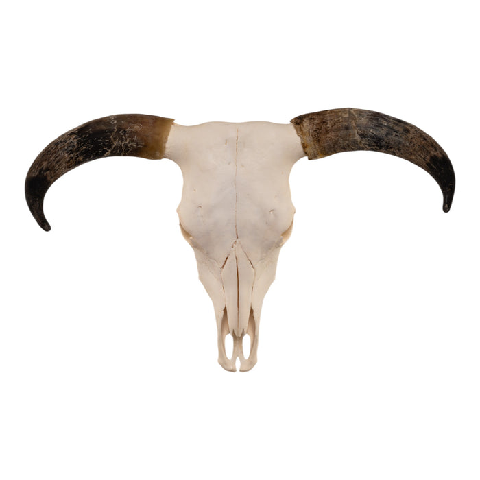 Real Longhorn Skull