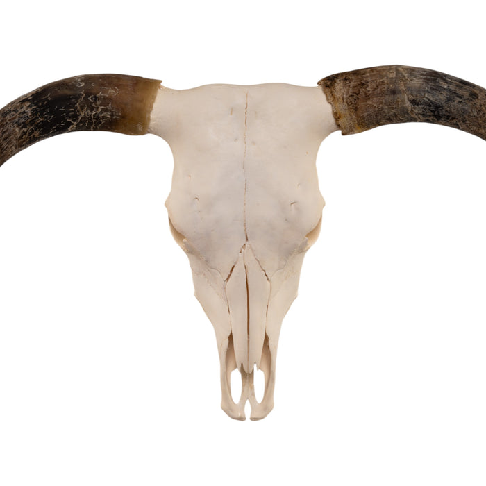 Real Longhorn Skull