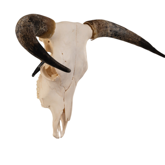 Real Longhorn Skull