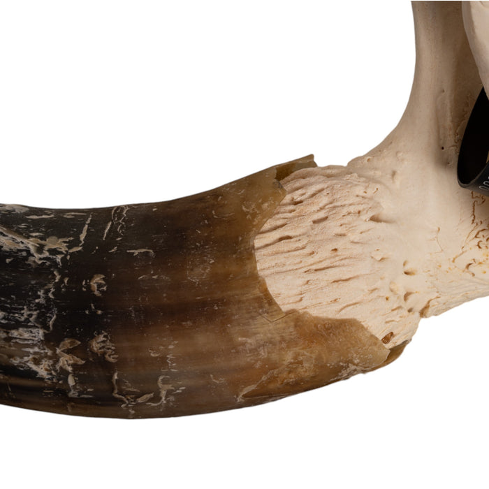 Real Longhorn Skull