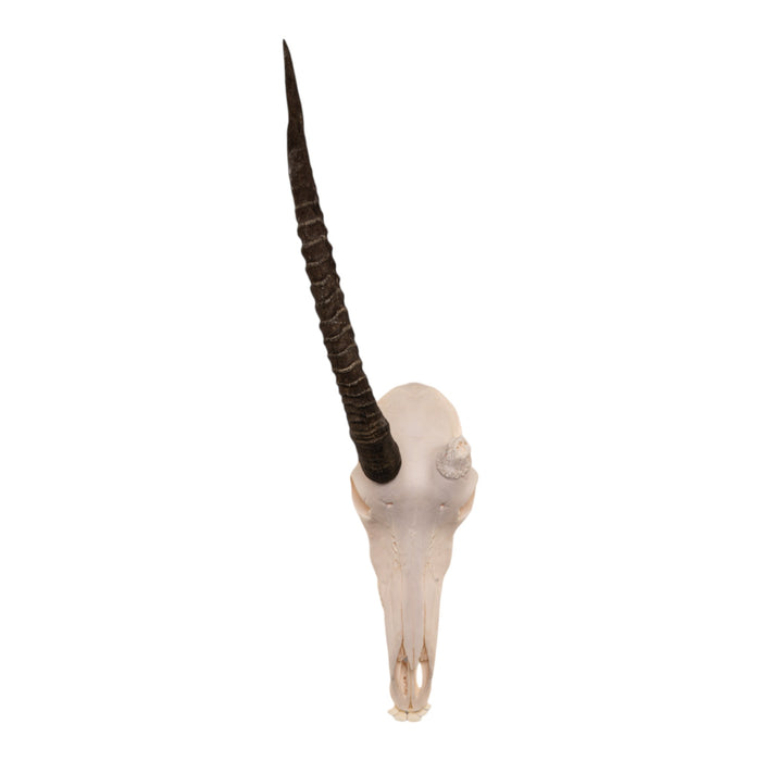 Real Sable Antelope Skull