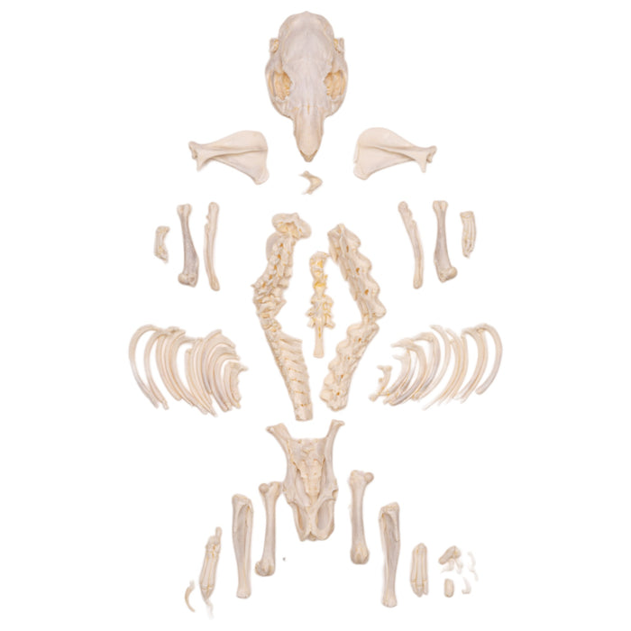 Real Guinea Pig Skeleton - Disarticulated