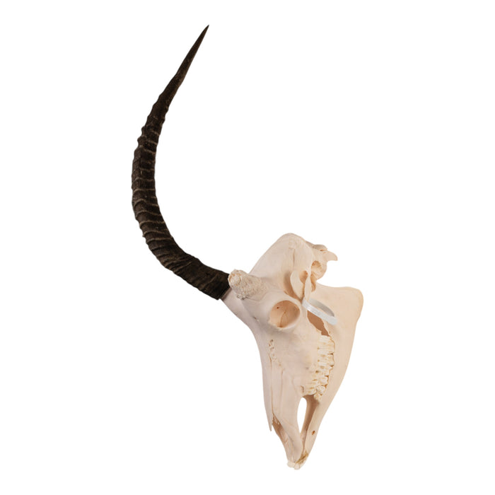 Real Sable Antelope Skull