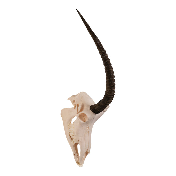 Real Sable Antelope Skull