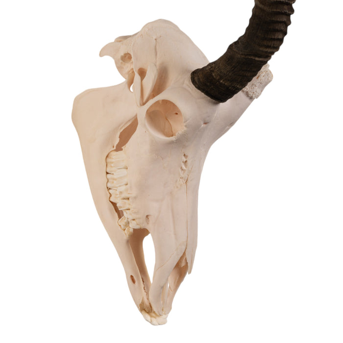 Real Sable Antelope Skull